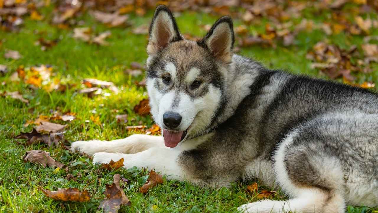 Alaskan Malamute