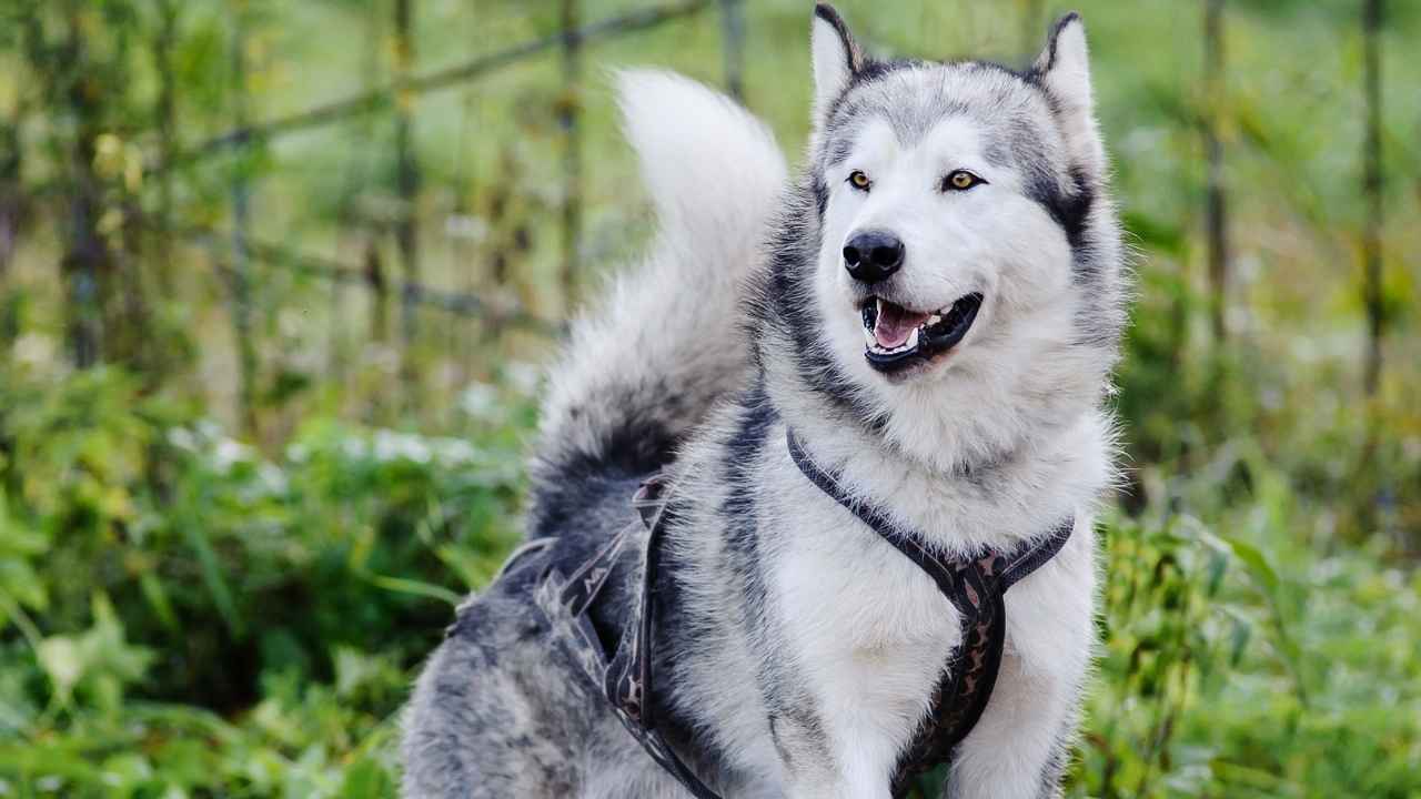 Alaskan Malamute