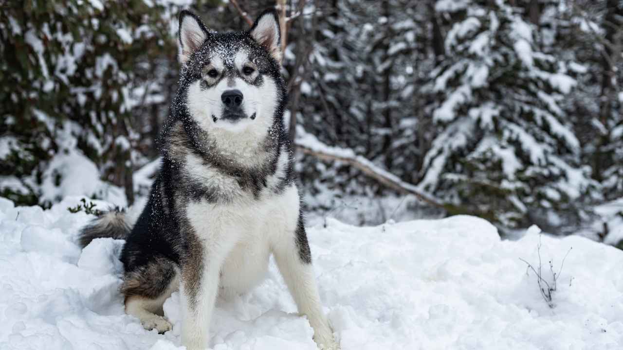 Alaskan Malamute