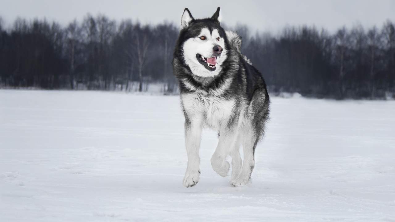 Alaskan Malamute