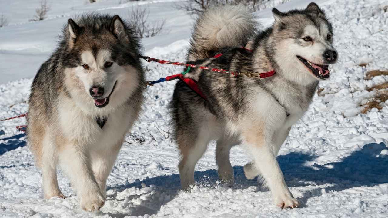 Alaskan Malamute