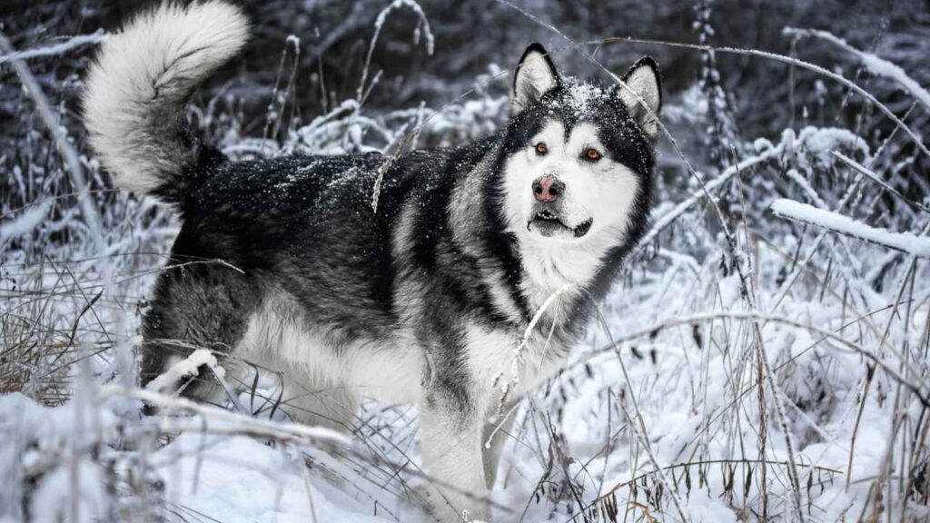 Alaskan Malamutes