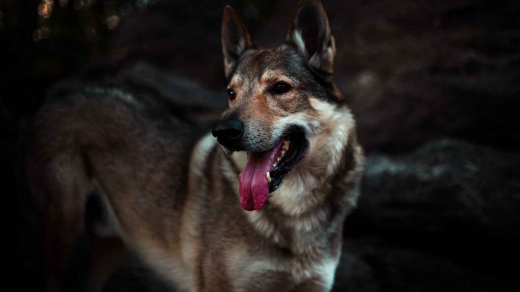 American Alsatian