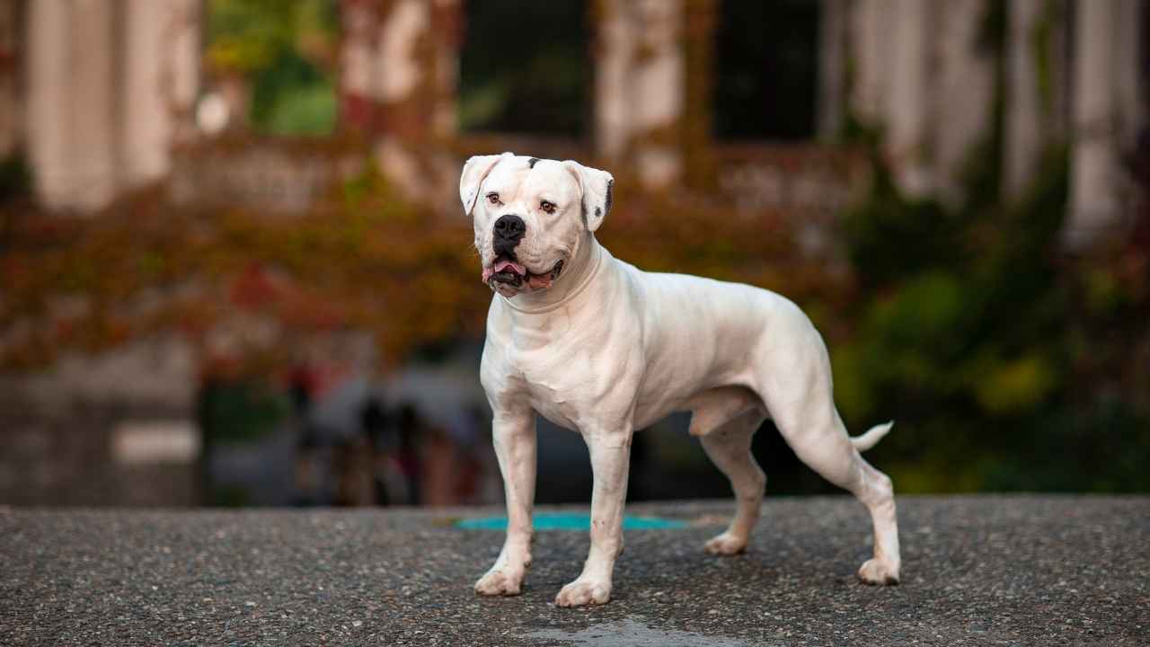 American Bulldog