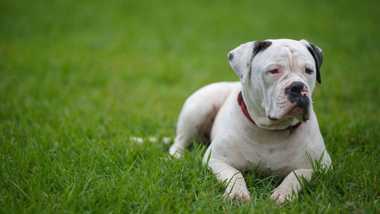 American Bulldog