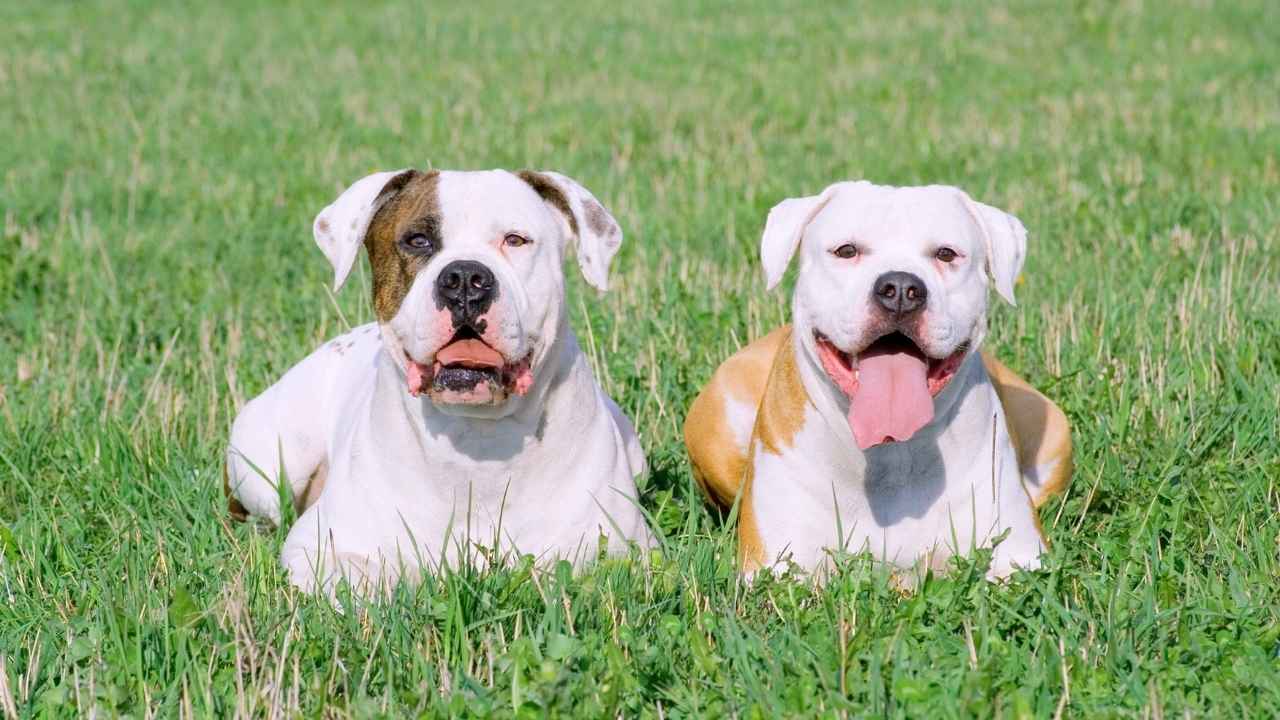 American Bulldog