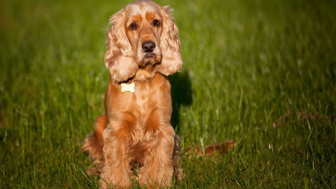 American Cocker Spaniel