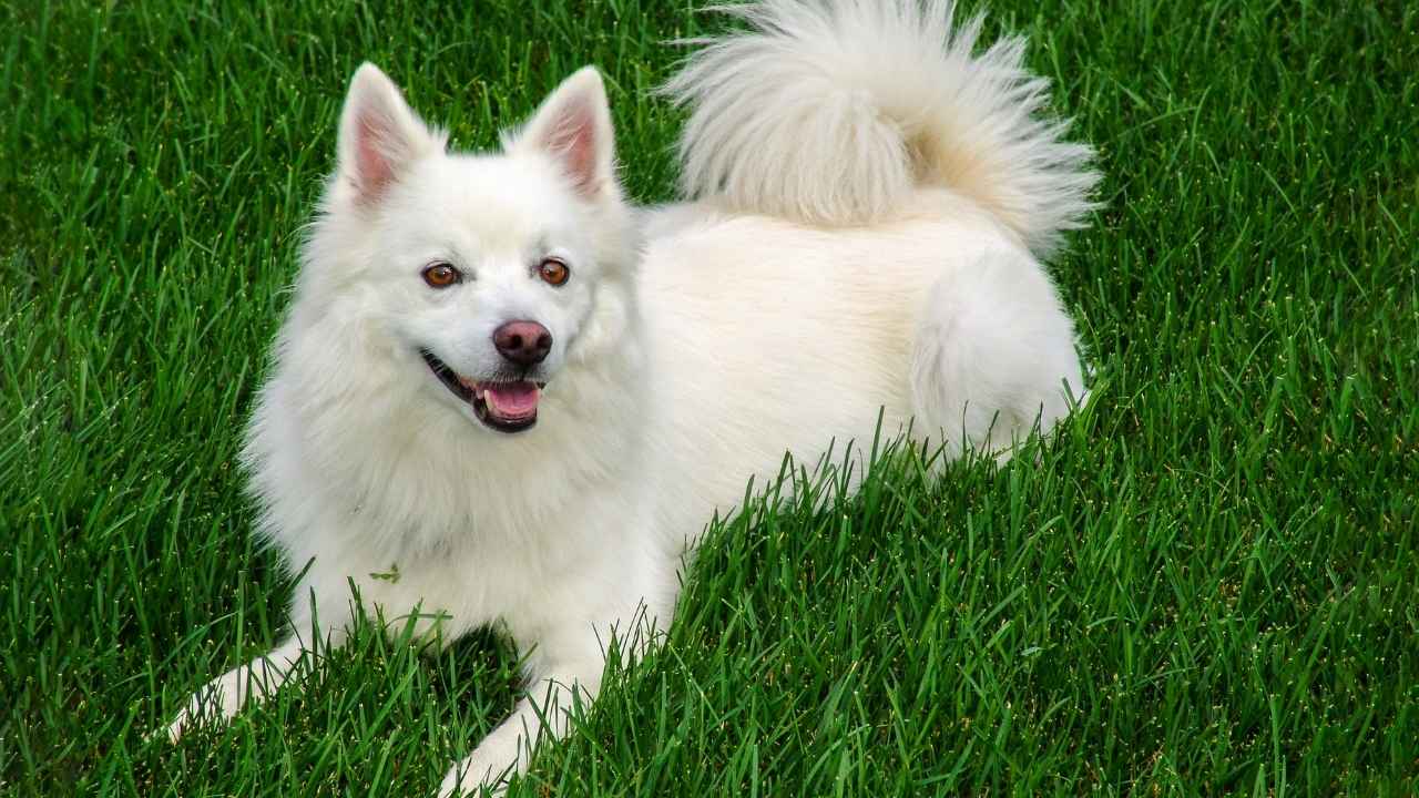 American Eskimo Dog