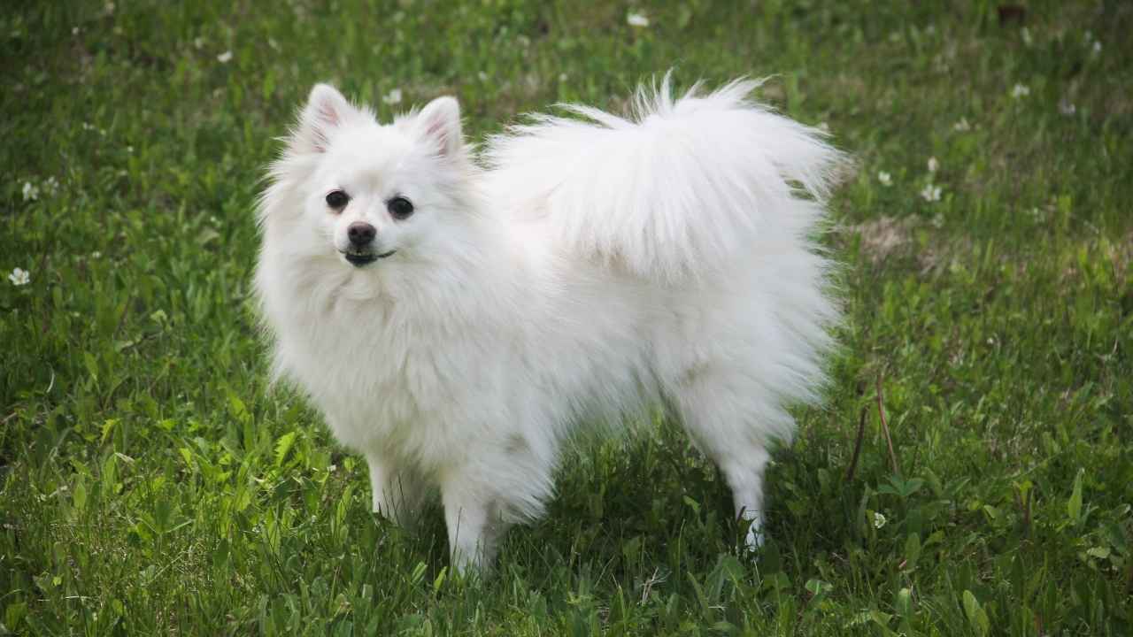 American Eskimo Dog