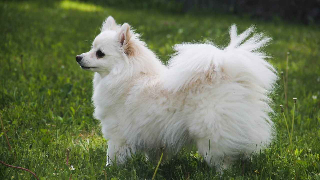 American Eskimo Dog