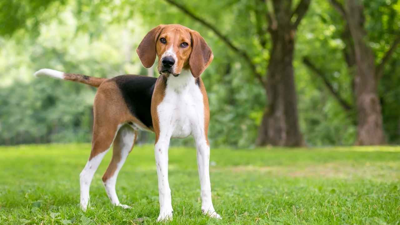 American Foxhound