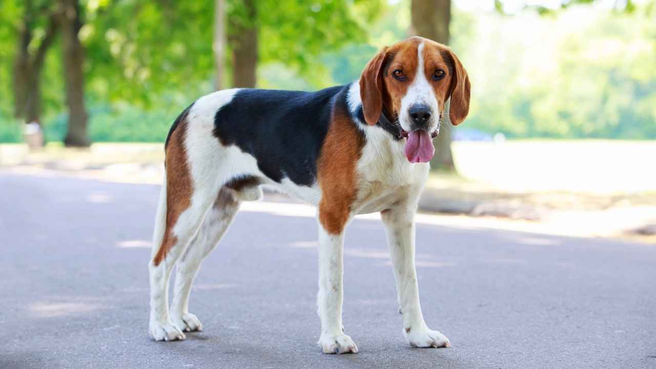 American Foxhound