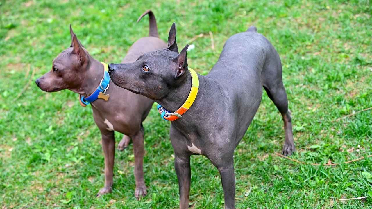 American Hairless Terrier