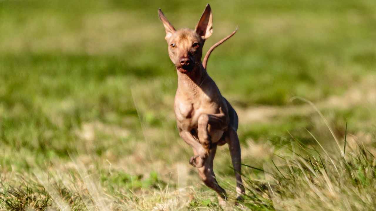 American Hairless Terrier