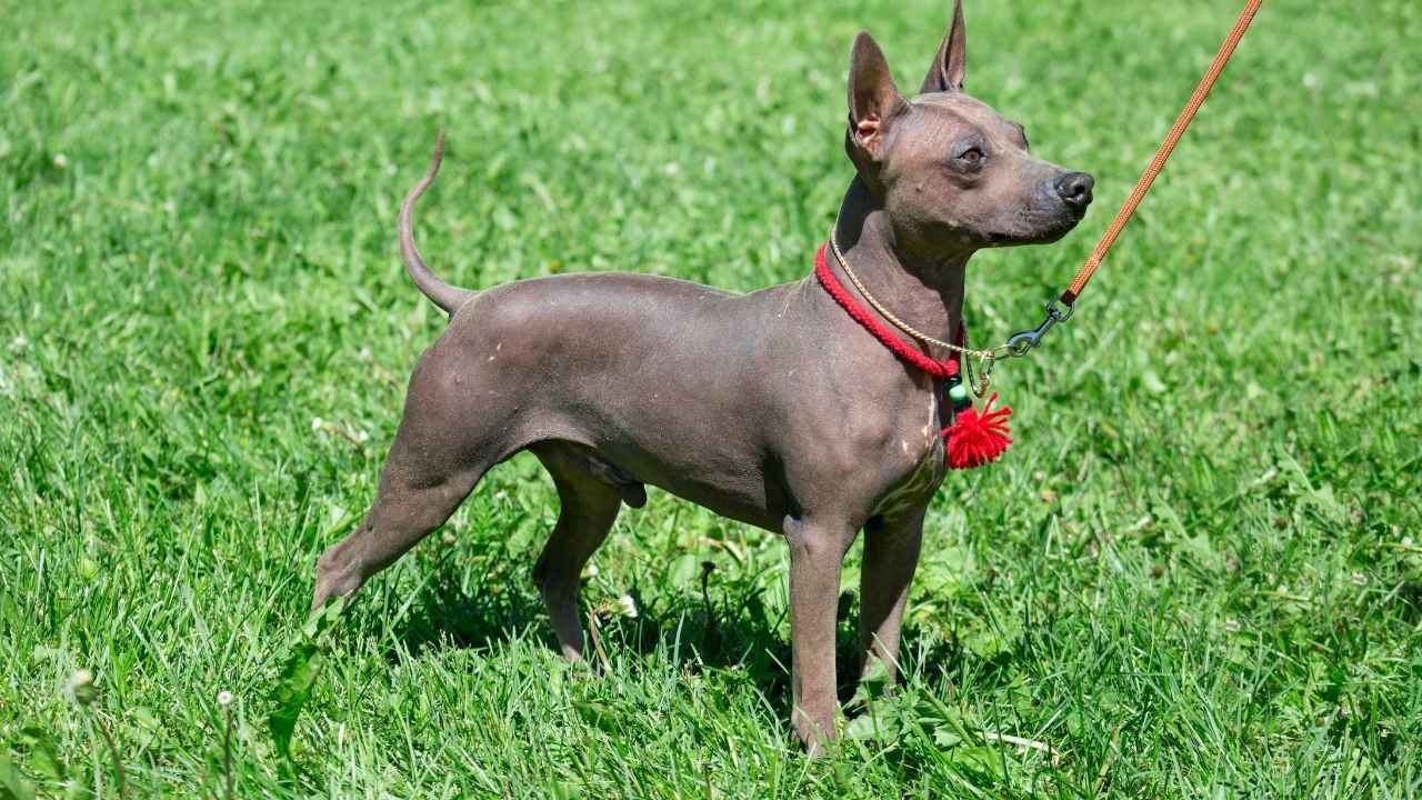 American Hairless Terrier