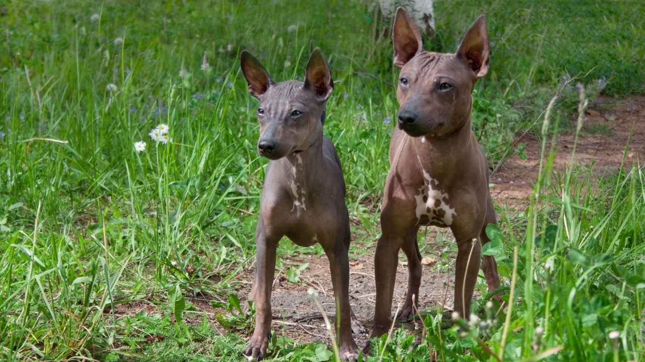 American Hairless Terrier