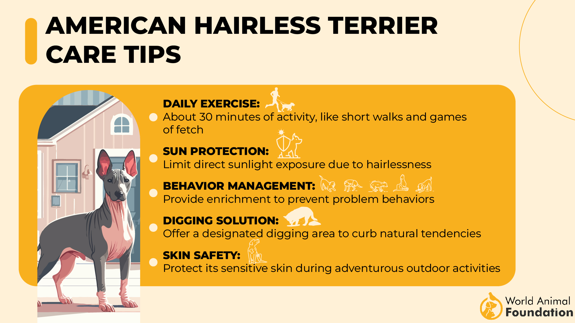 American Hairless Terrier Care Tips-01