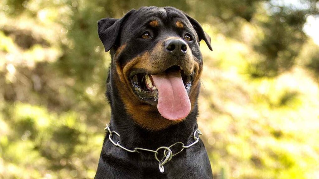 Roman Rottweiler