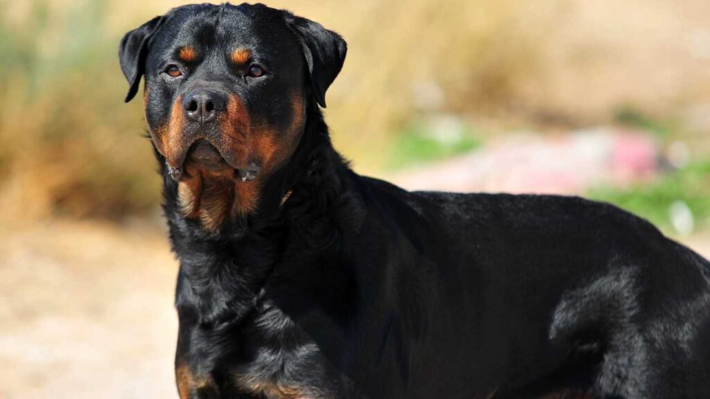 American Rottweiler