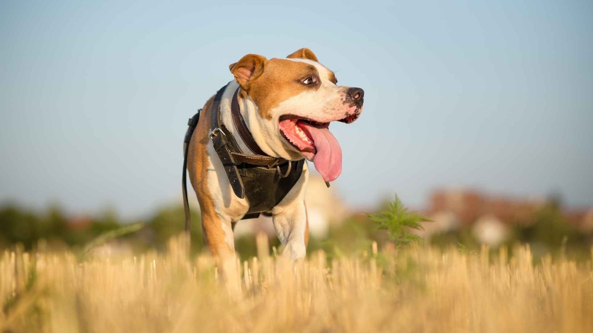 American Staffordshire Terrier