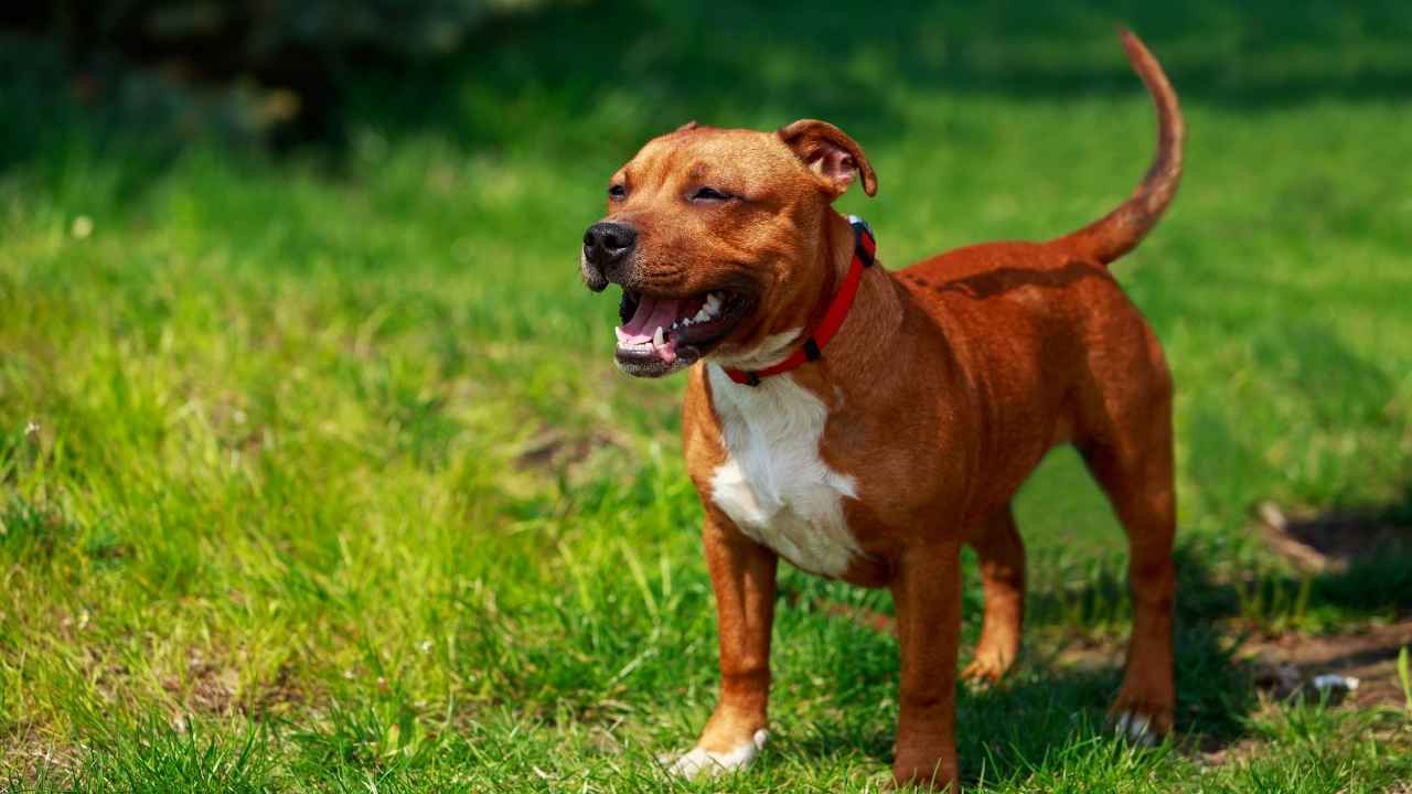 American Staffordshire Terrier