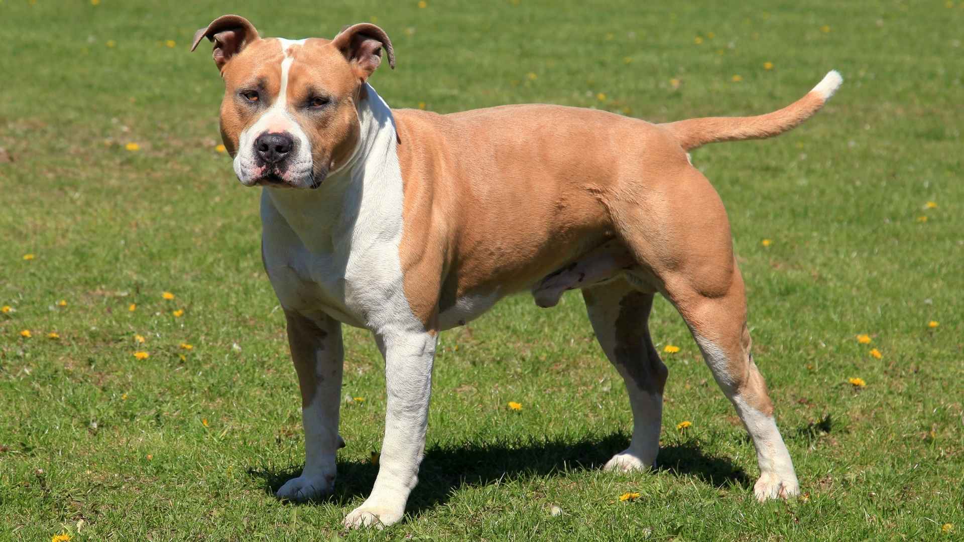 American Staffordshire Terrier