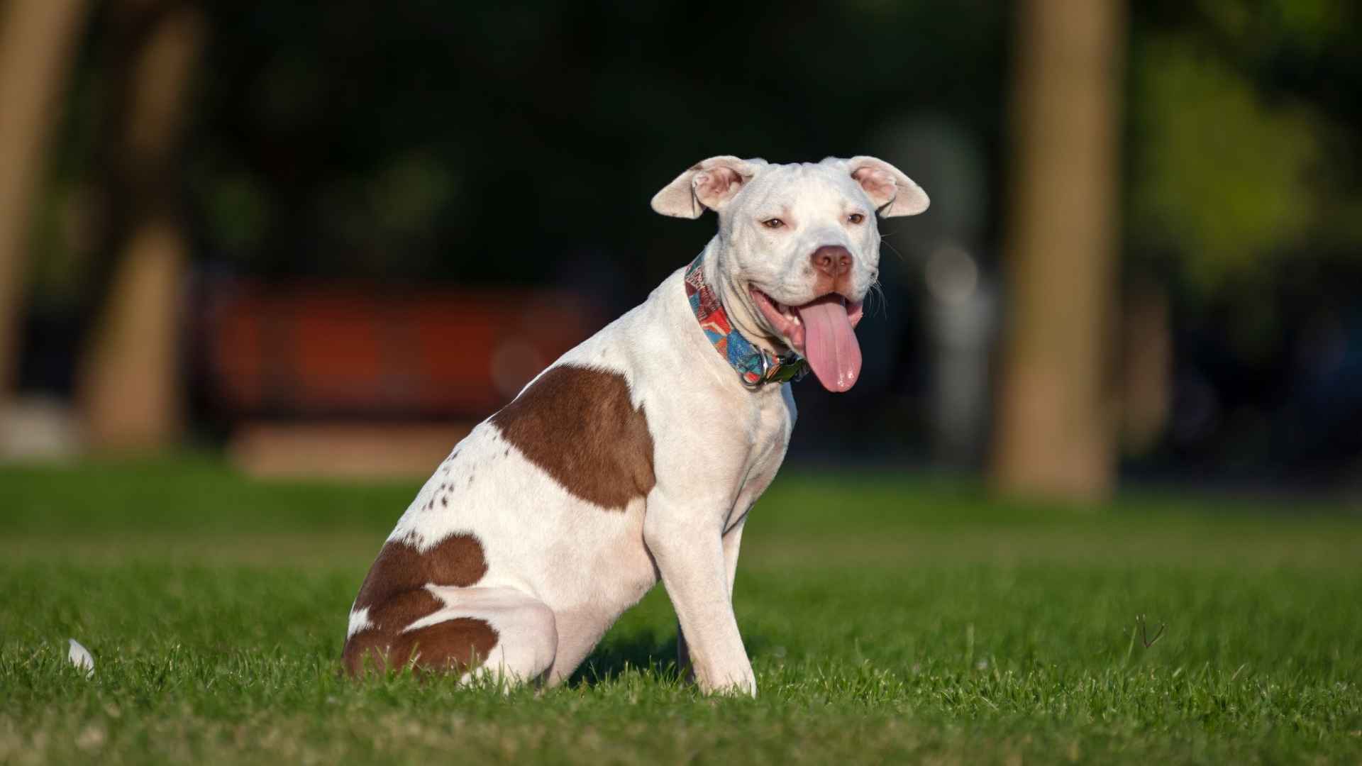 American Staffordshire Terrier