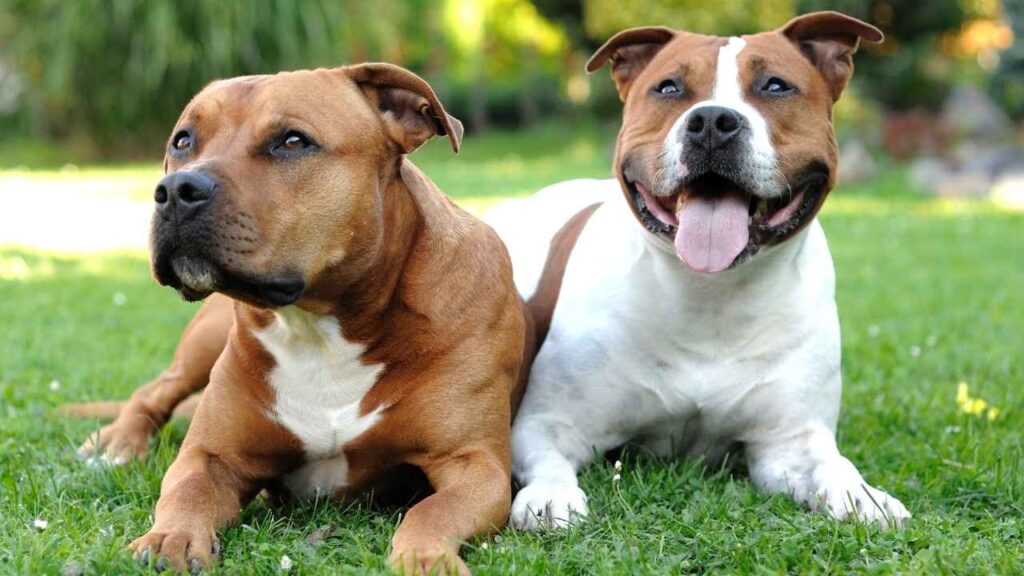 Staffordshire Terrier