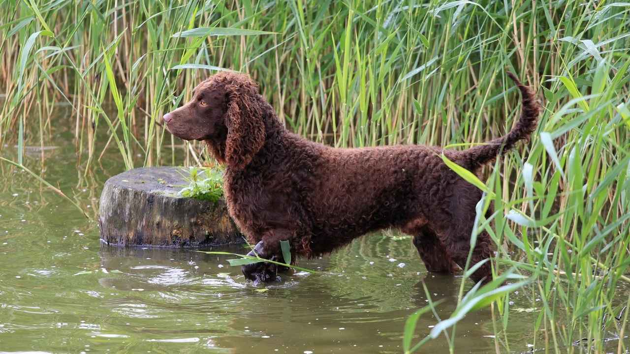 American Water Spaniel