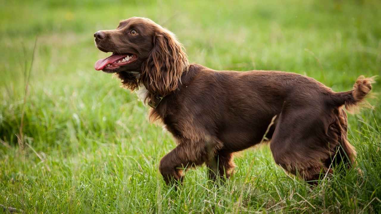 American Water Spaniel