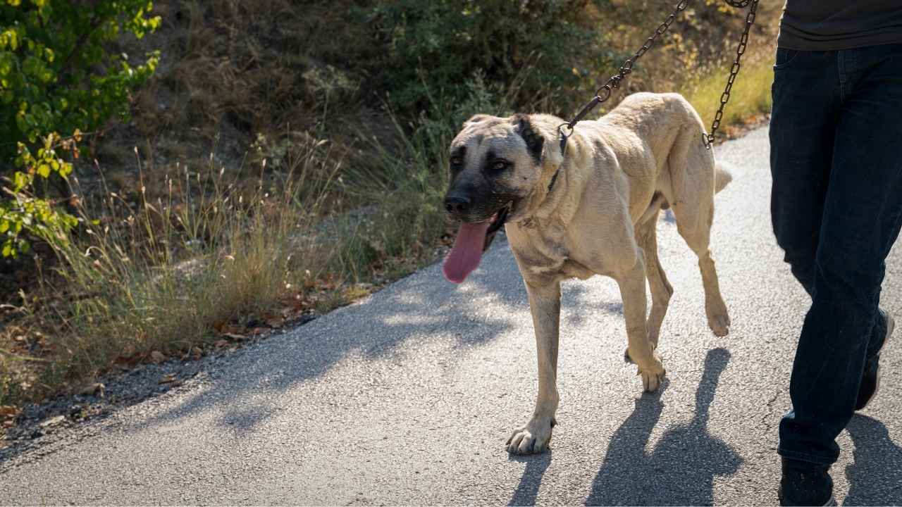 Anatolian Shepherd