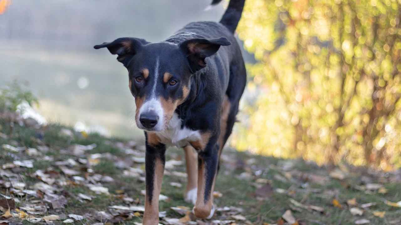 Appenzeller Sennenhund