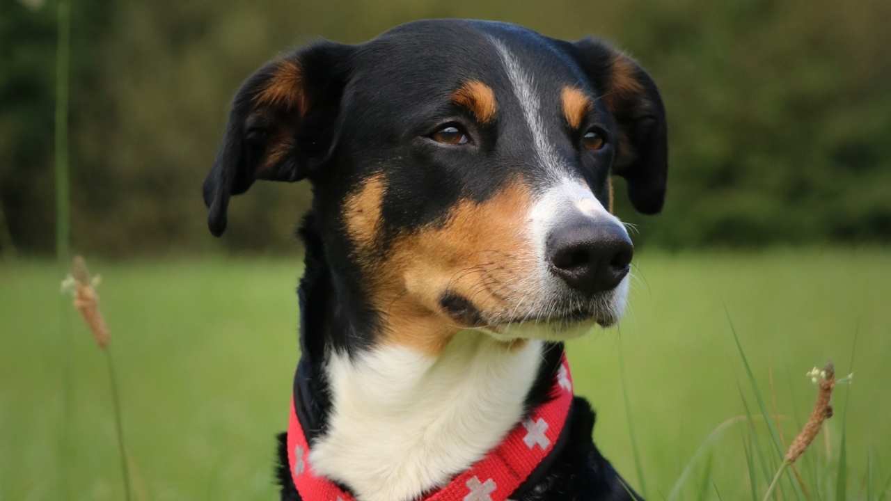 Appenzeller Sennenhund