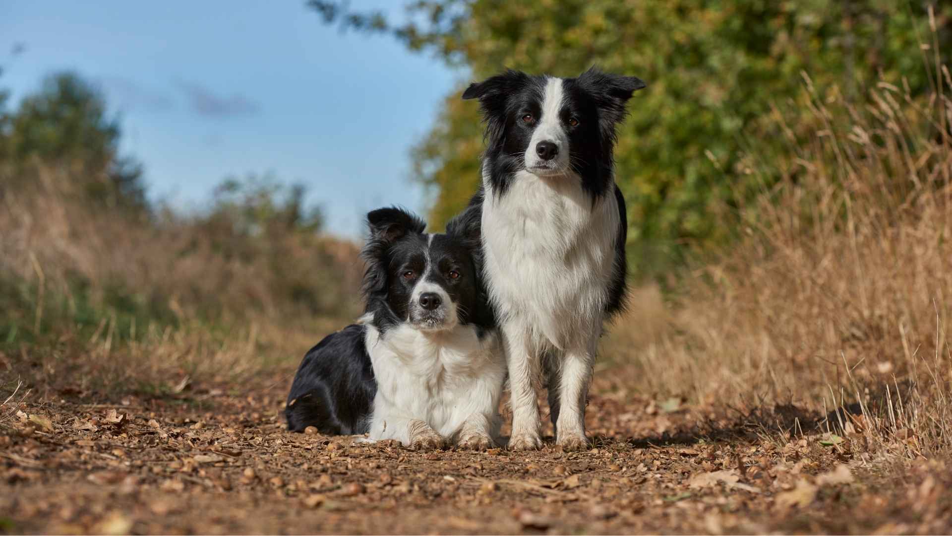 Are Border Collies Hypoallergenic