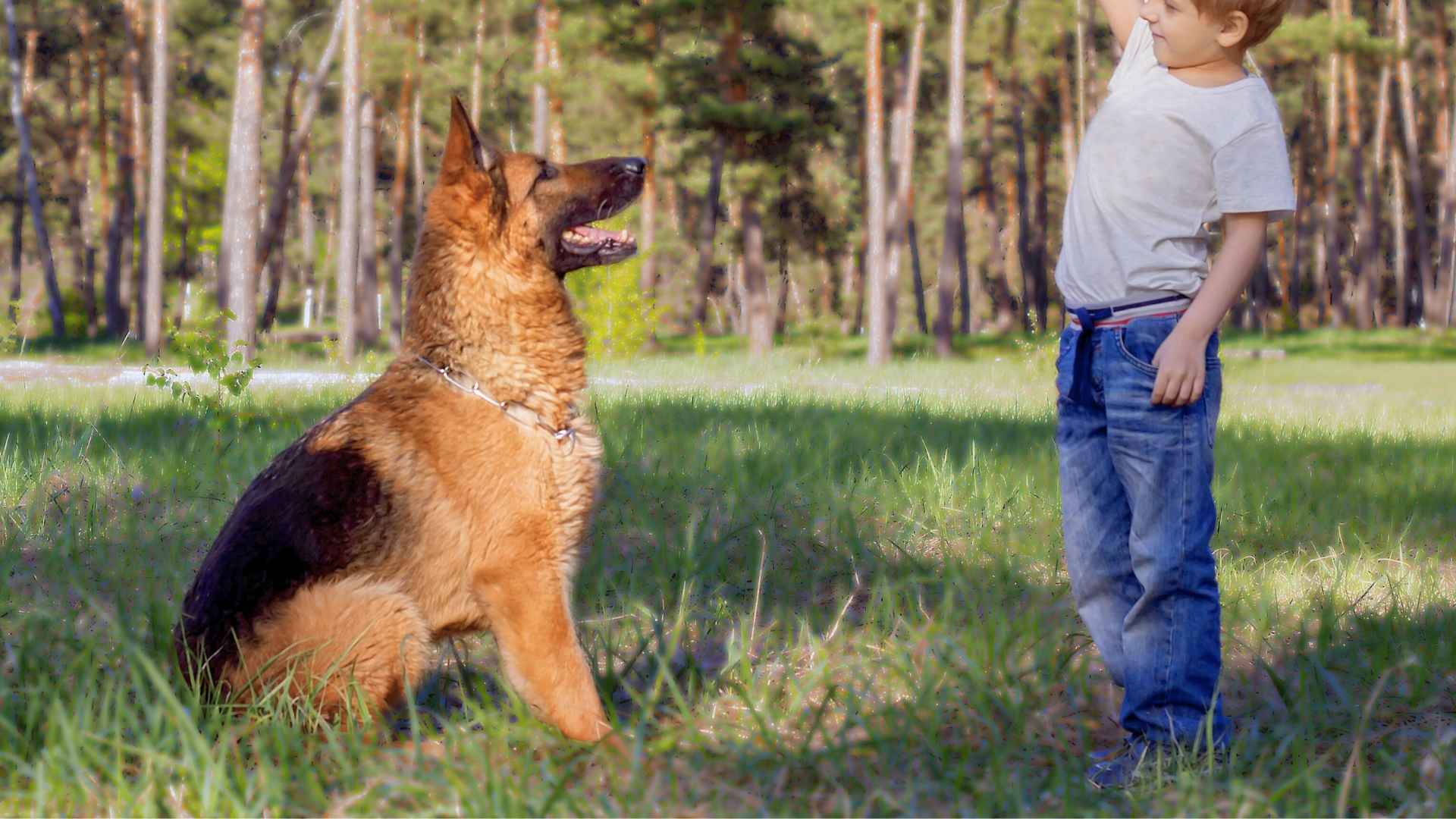 Are German Shepherds Good With Kids