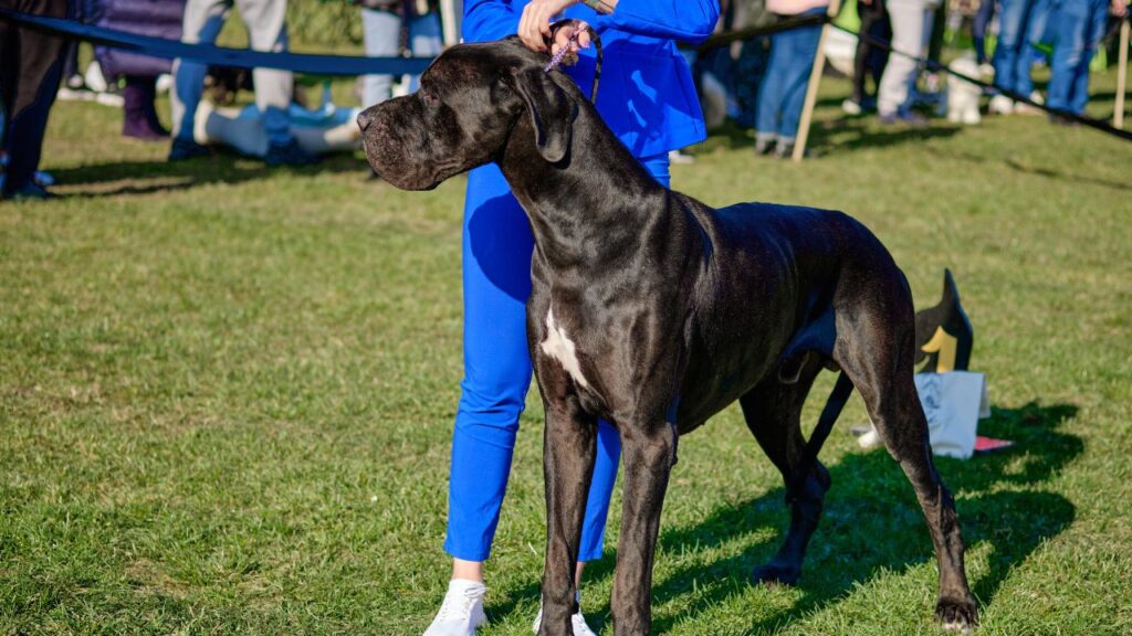 how to train great dane