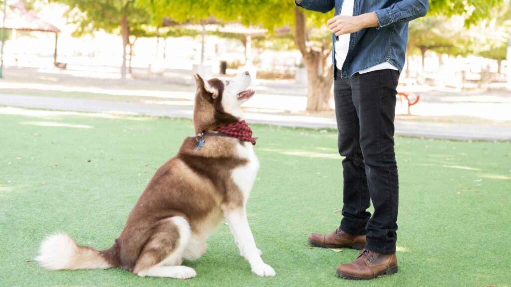 Siberian Huskies as Family Dogs 