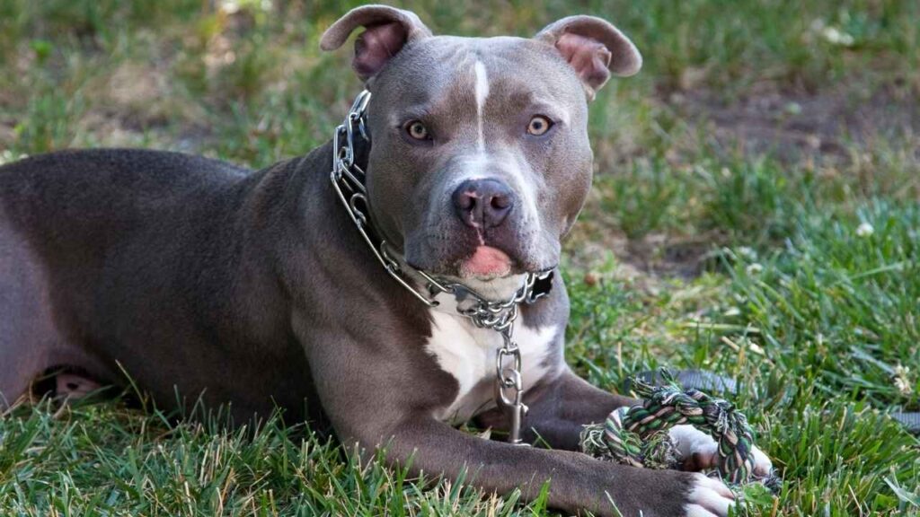 Are Pitbulls Naturally Aggressive