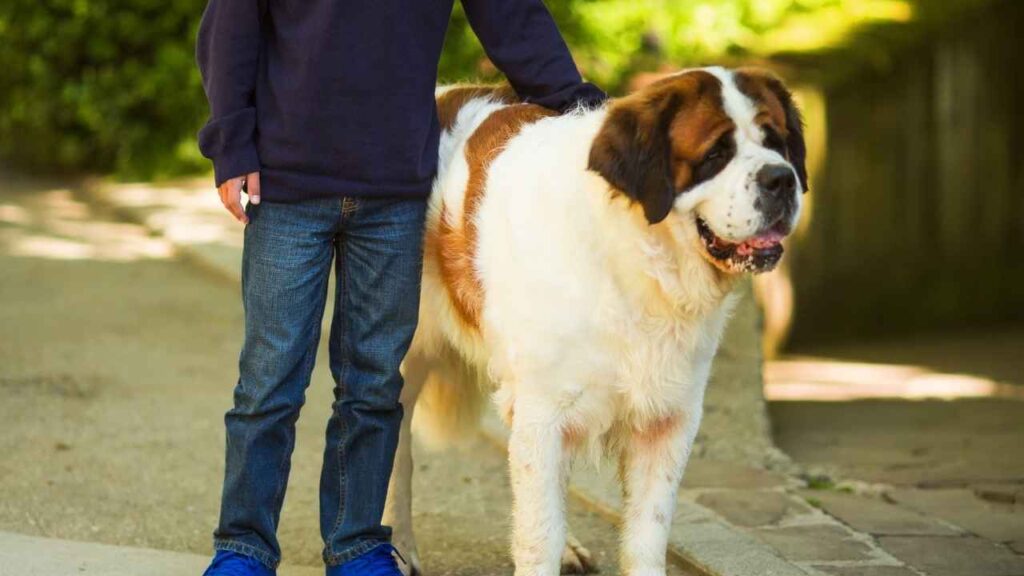 Are St Bernard Good with Kids 1