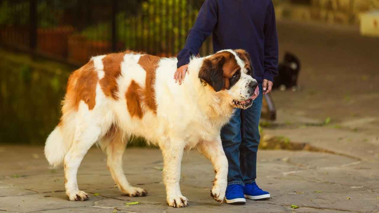 Are St Bernard Good with Kids