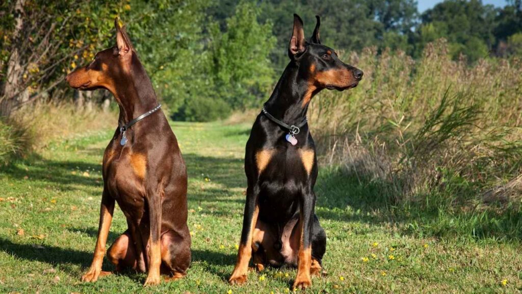 Are doberman good guard dog