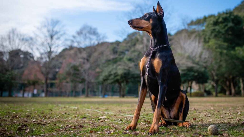 Are doberman good protection dog