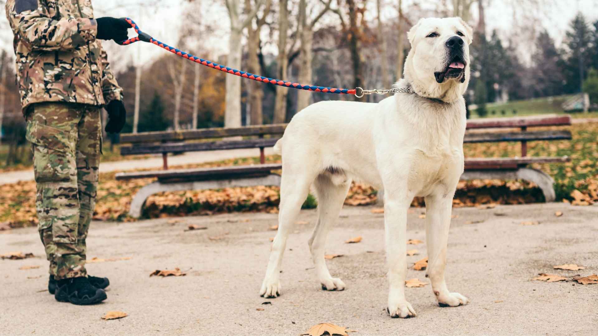 Asian Dog Breeds