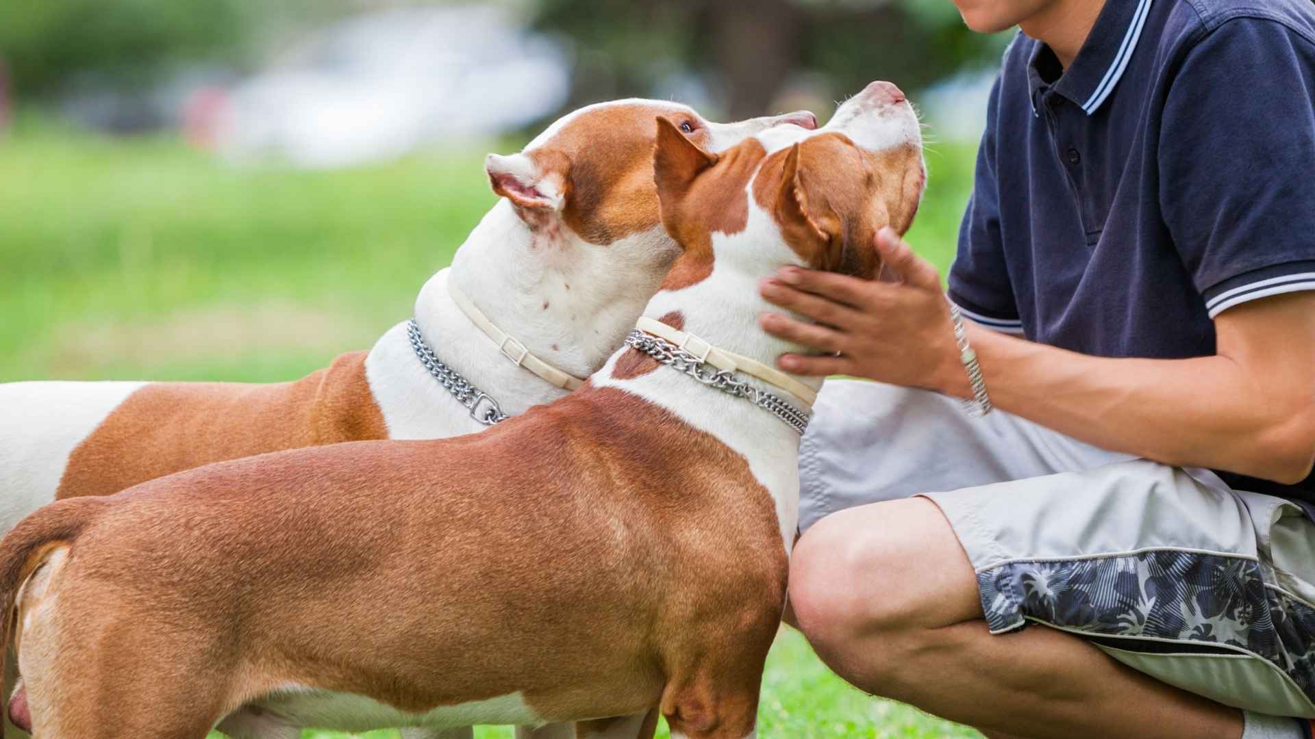 Attentive Listener Dog Breeds