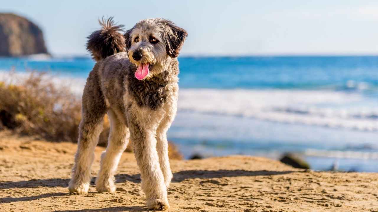 Aussiedoodle