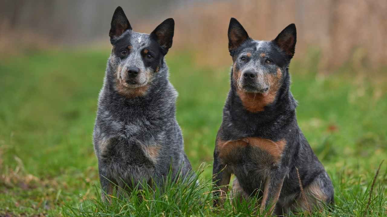 Australian Cattle Dog