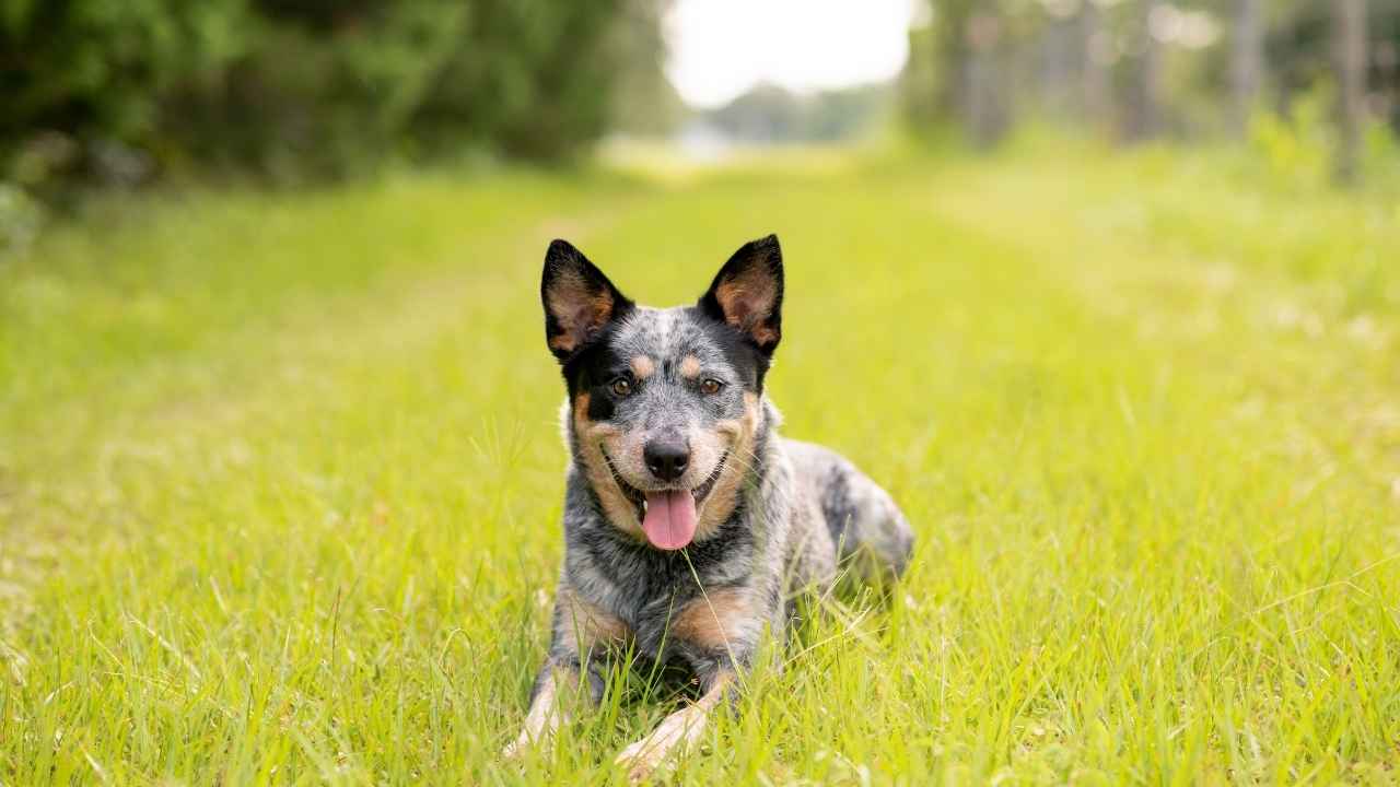 Australian Cattle Dog