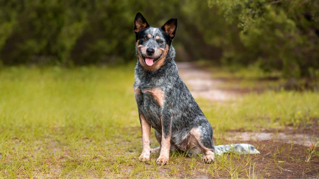 Australian Cattle Dog