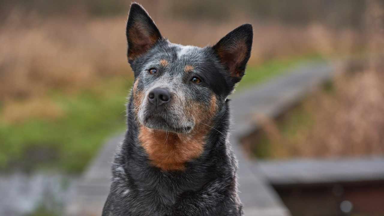 Australian Cattle Dog