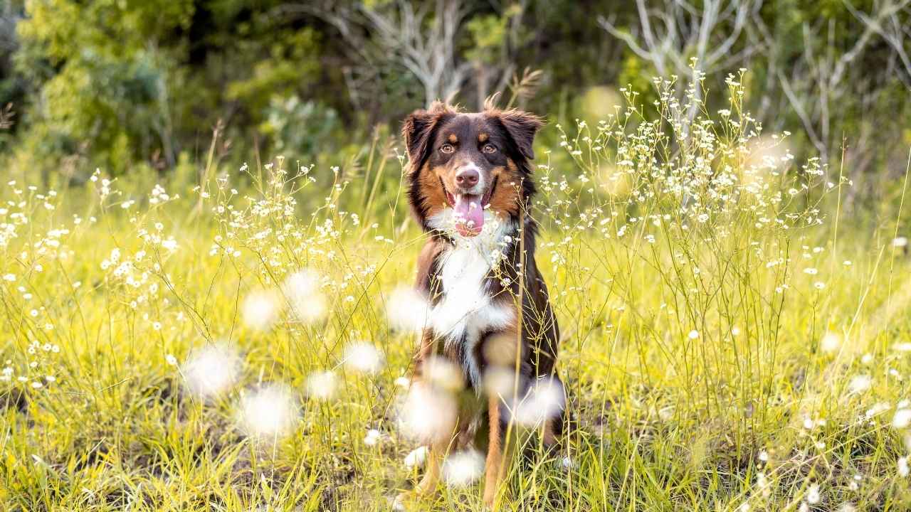 Australian Shepherd